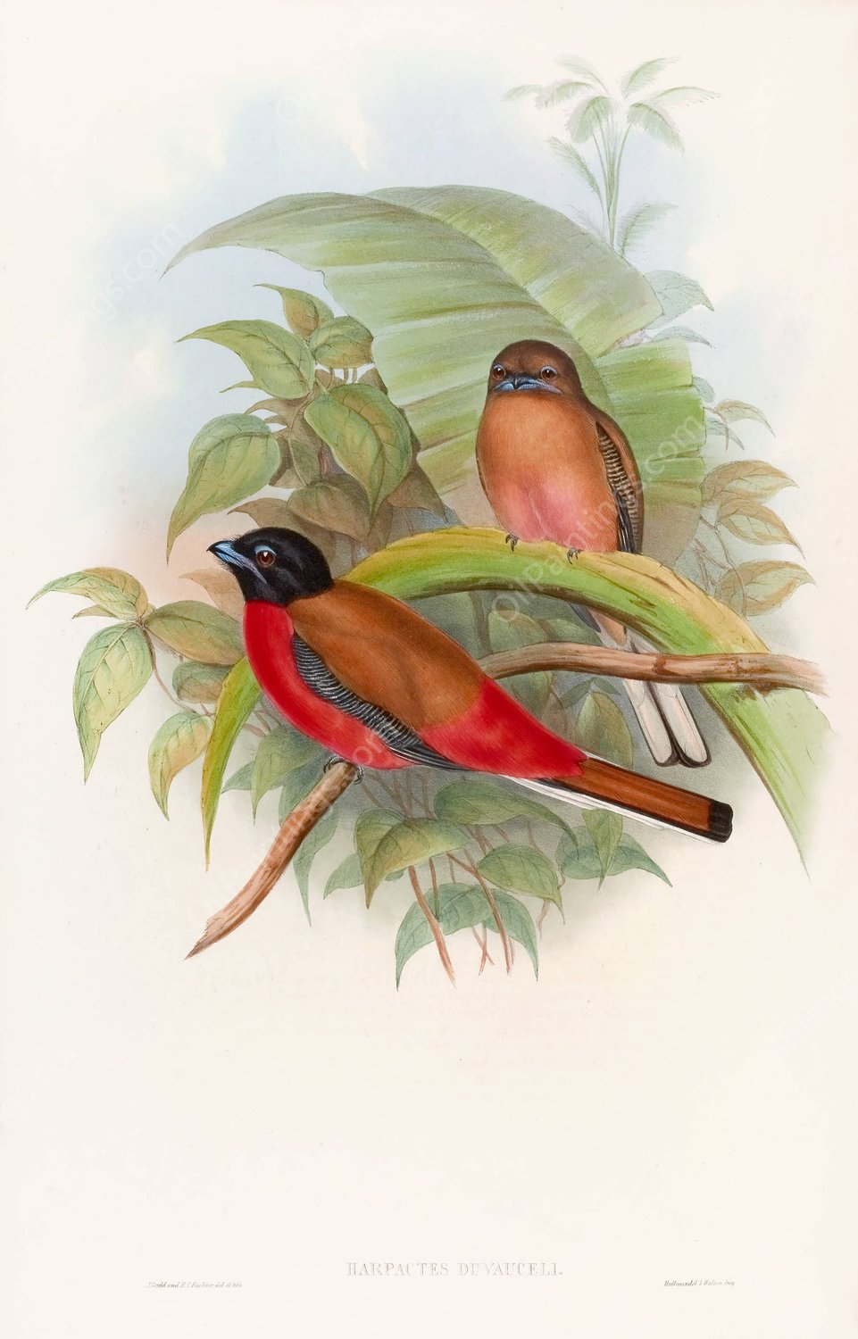 Duvaucel's Trogon  by John Gould - Hand-Painted Oil Painting Reproduction