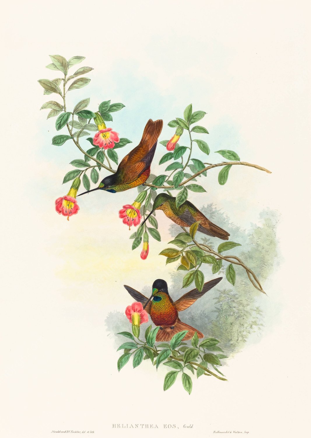 Helianthea eos  by John Gould - Hand-Painted Oil Painting Reproduction