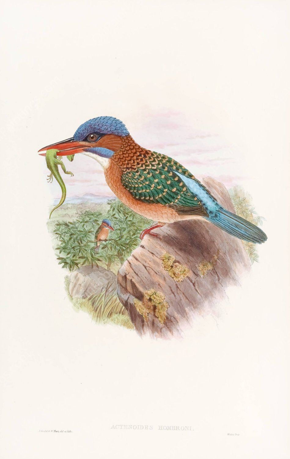 Hombron's Kingfisher  by John Gould - Hand-Painted Oil Painting Reproduction