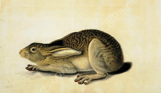 Black-Tailed Hare by John James Audubon - Hand-Painted Oil Painting Reproduction