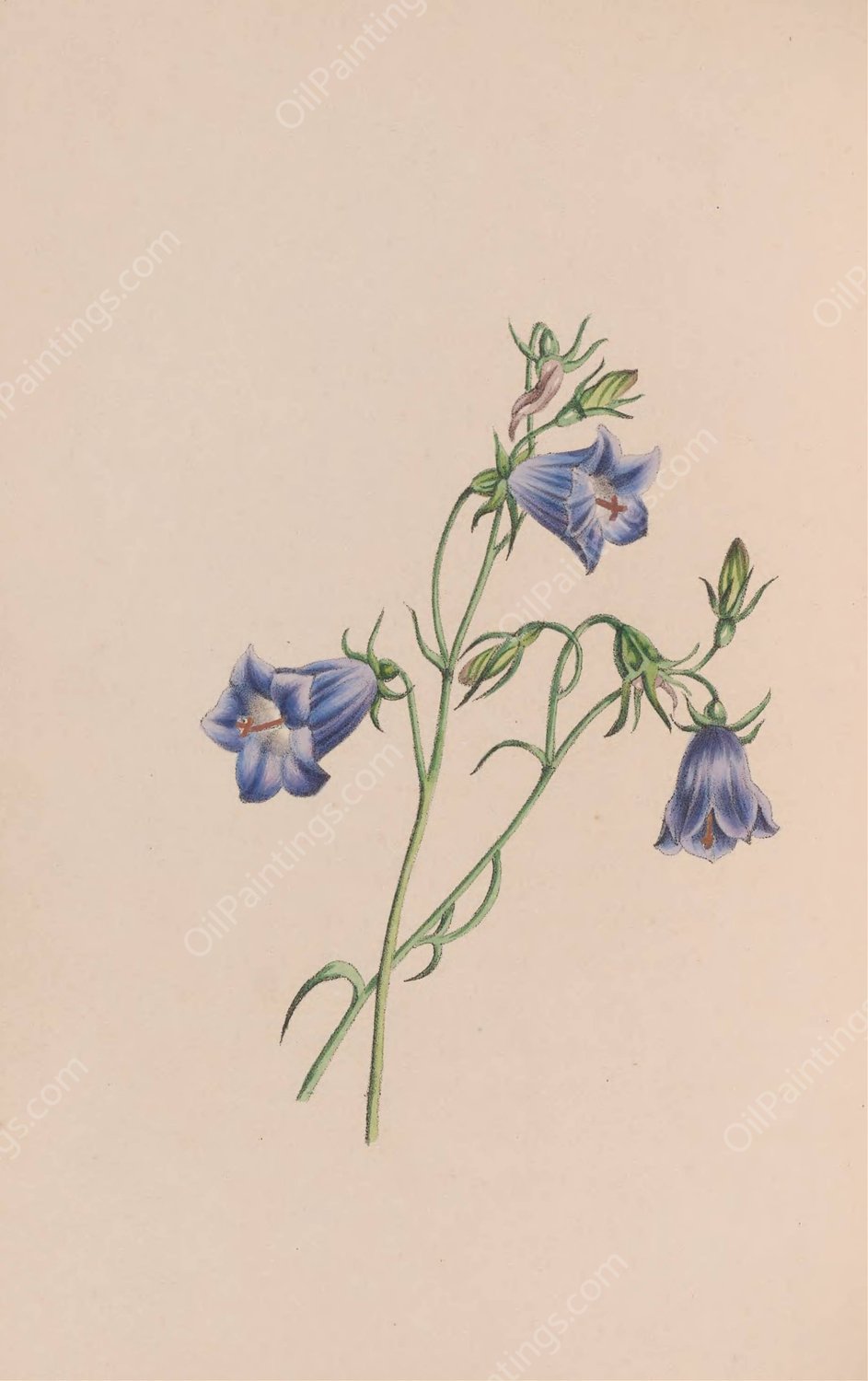 Everlasting  by John Stevens Henslow - Hand-Painted Oil Painting Reproduction