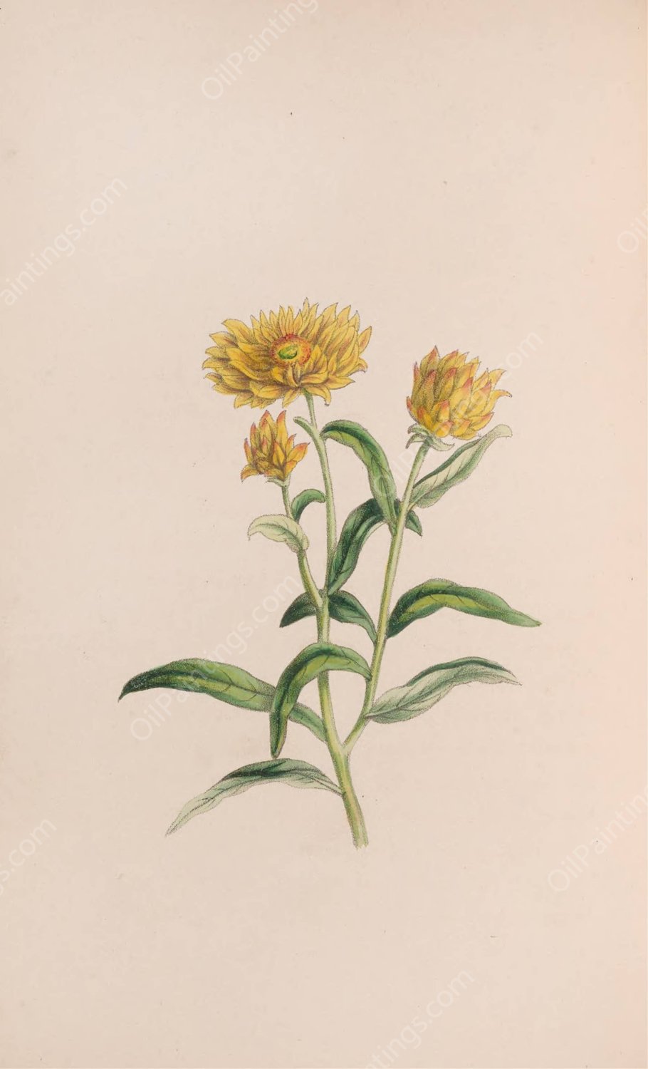 Jasmine  by John Stevens Henslow - Hand-Painted Oil Painting Reproduction