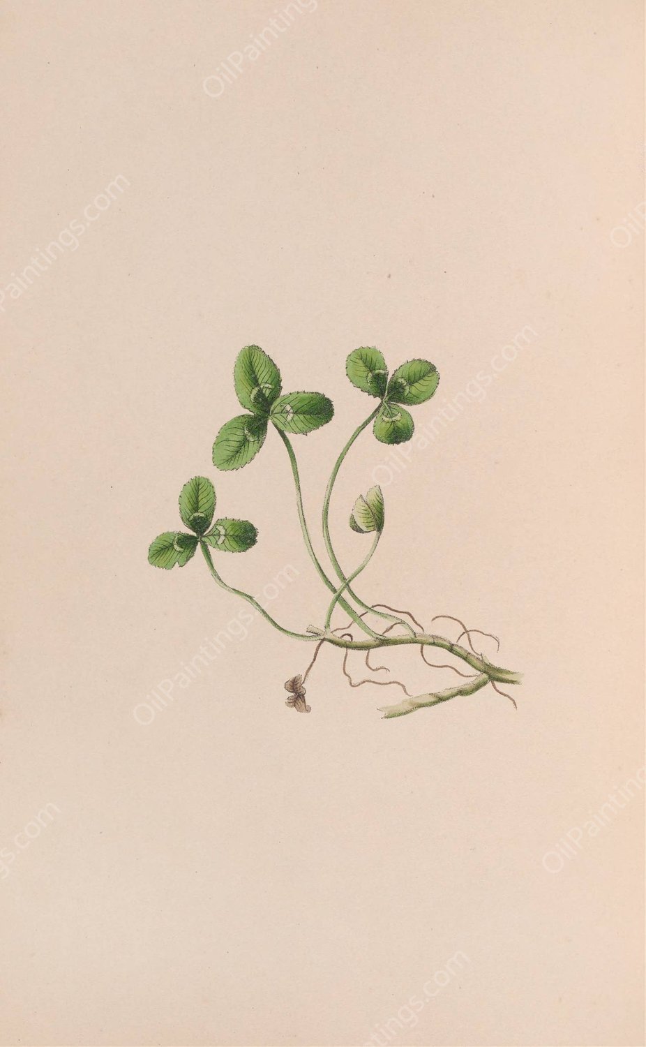 Lily Of The Valley  by John Stevens Henslow - Hand-Painted Oil Painting Reproduction