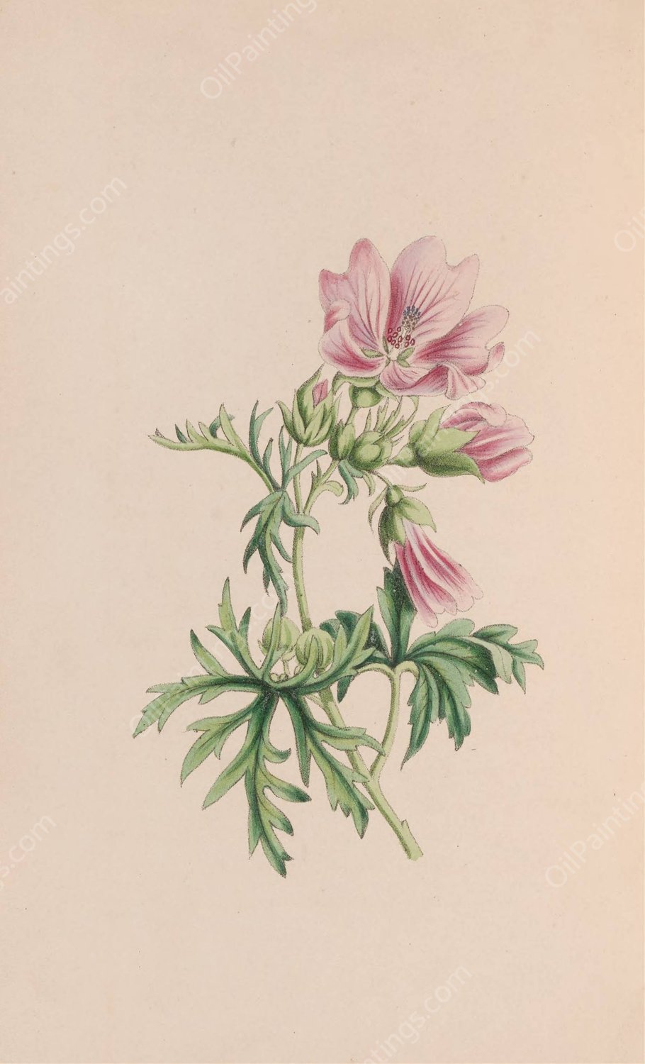Small Blndweed, Or Field Convolvulus  by John Stevens Henslow - Hand-Painted Oil Painting Reproduction