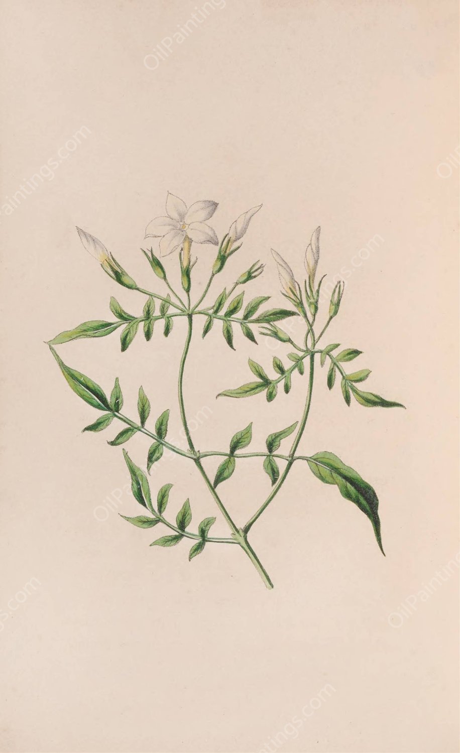 Strawberry Tree  by John Stevens Henslow - Hand-Painted Oil Painting Reproduction