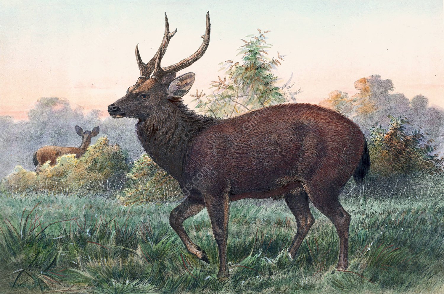 Swinhoe's Deer  by Joseph Wolf - Hand-Painted Oil Painting Reproduction