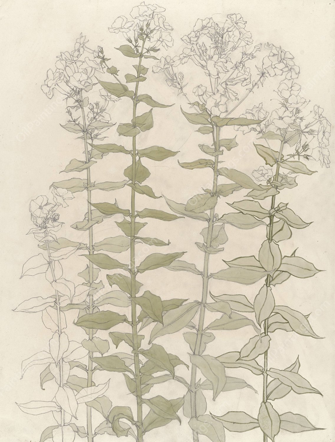 Studies van flox  by Julie De Graag - Hand-Painted Oil Painting Reproduction