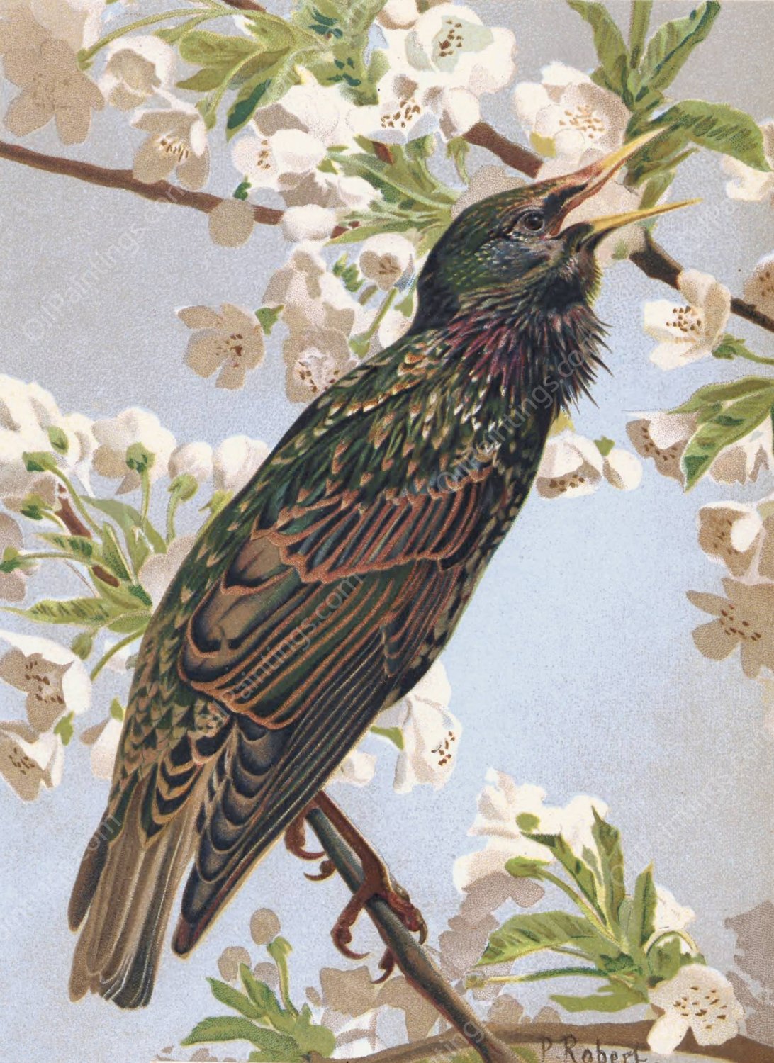 Etourneau  by Leo-Paul Robert - Hand-Painted Oil Painting Reproduction