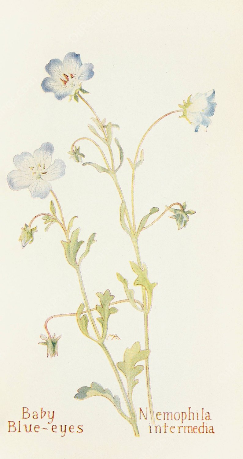 Baby Blue-eyes  by Margaret Armstrong - Hand-Painted Oil Painting Reproduction