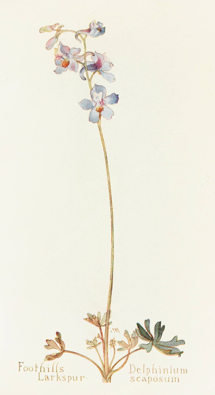 Foothills Larkspur  by Margaret Armstrong - Hand-Painted Oil Painting Reproduction