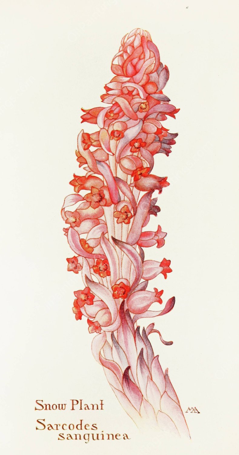 Snow-Plant  by Margaret Armstrong - Hand-Painted Oil Painting Reproduction