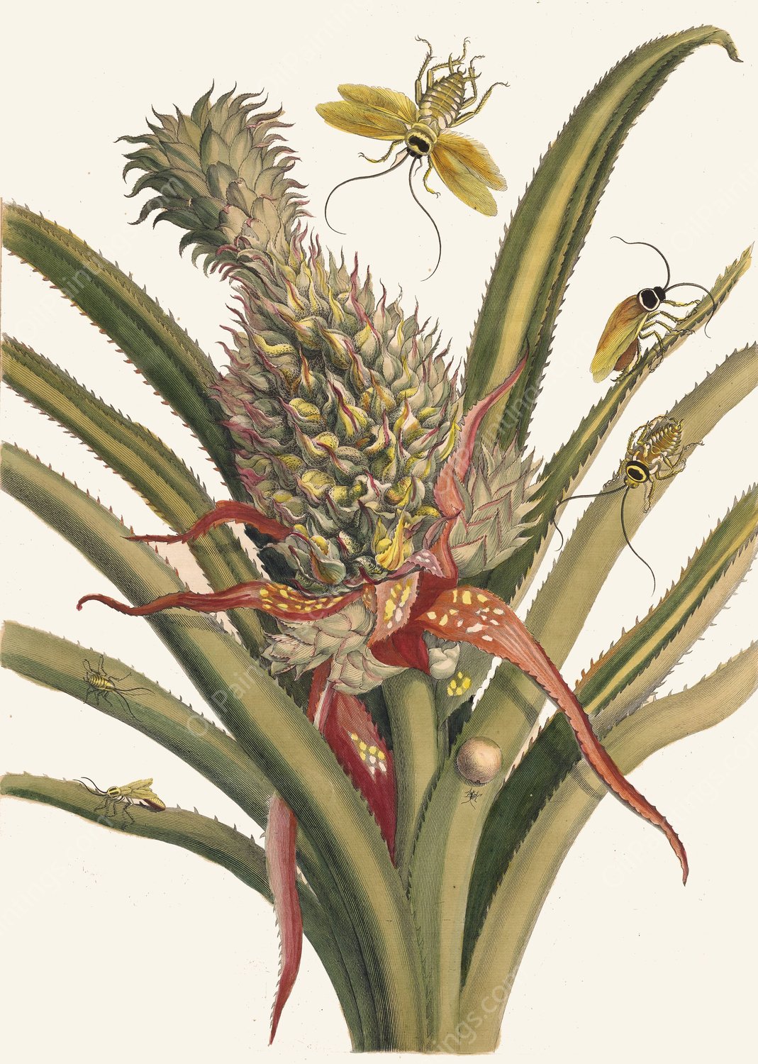 Ananas  by Maria Sibylla Merian - Hand-Painted Oil Painting Reproduction