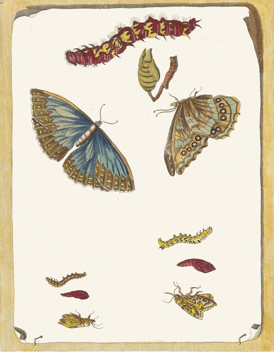 Blue butterflies  by Maria Sibylla Merian - Hand-Painted Oil Painting Reproduction