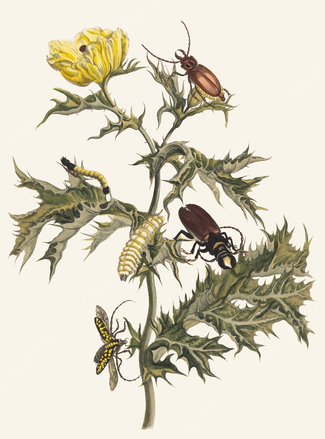 Carduus spinosus  by Maria Sibylla Merian - Hand-Painted Oil Painting Reproduction