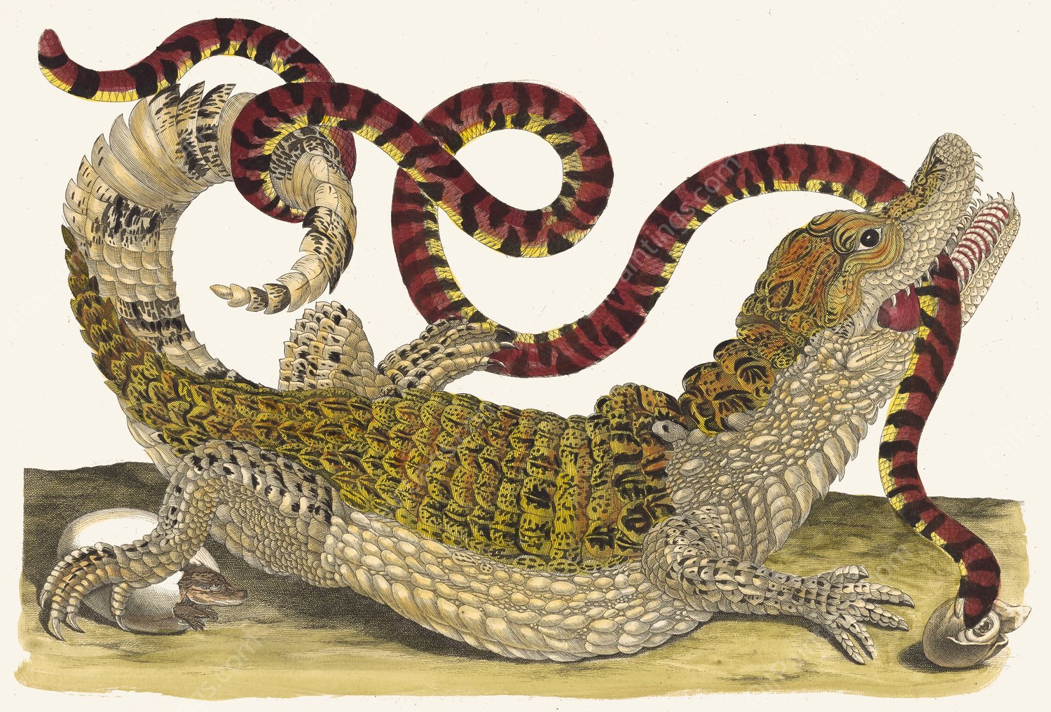 Cayman  by Maria Sibylla Merian - Hand-Painted Oil Painting Reproduction