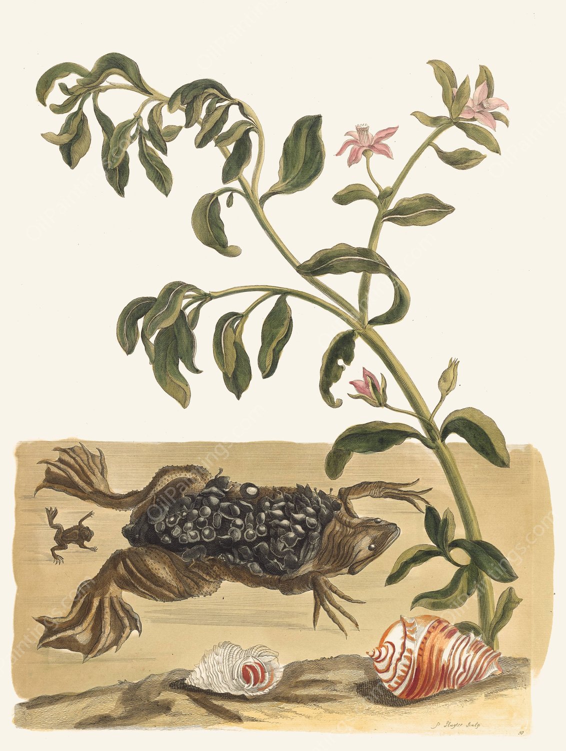 Cresson  by Maria Sibylla Merian - Hand-Painted Oil Painting Reproduction