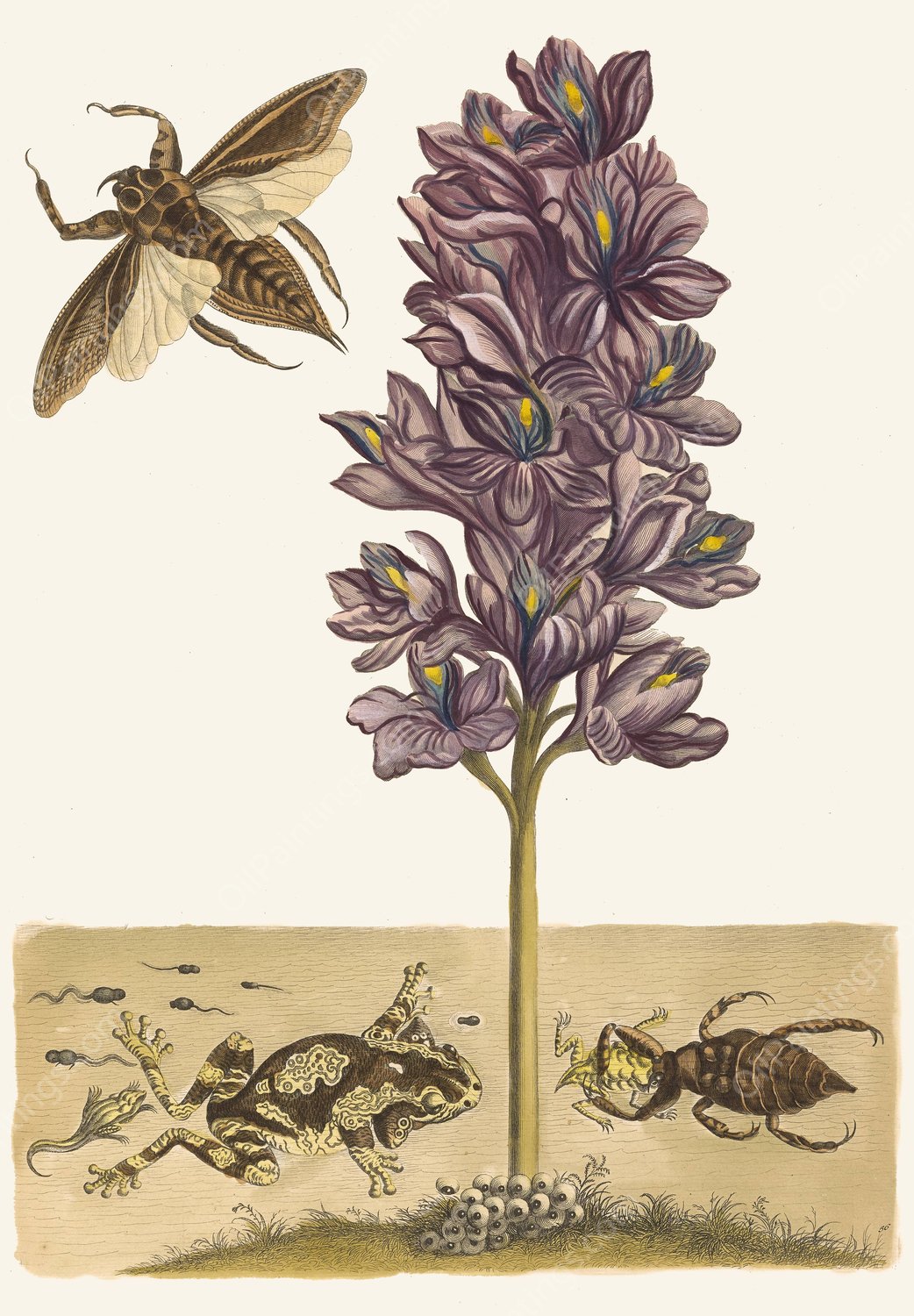 Eichhornia crassipes  by Maria Sibylla Merian - Hand-Painted Oil Painting Reproduction