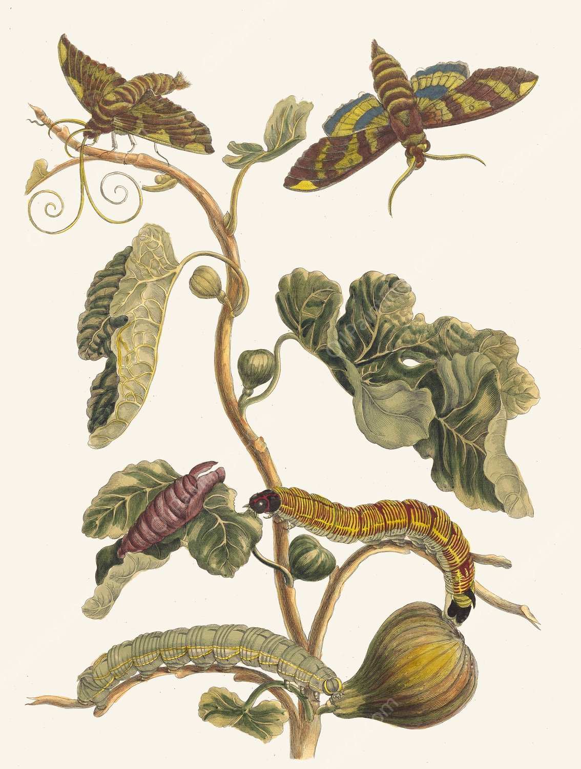 Figuier d'Amerique  by Maria Sibylla Merian - Hand-Painted Oil Painting Reproduction