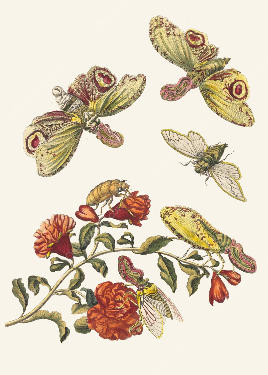 Grenadier.  by Maria Sibylla Merian - Hand-Painted Oil Painting Reproduction