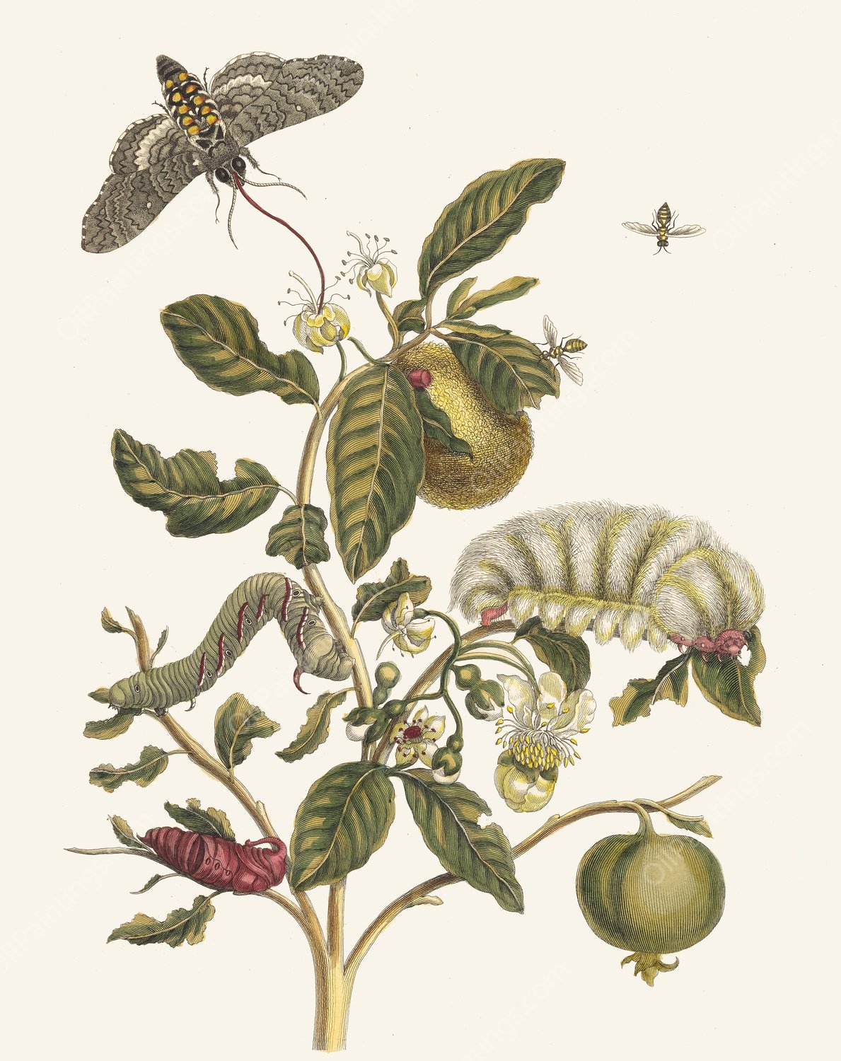 Guajare  by Maria Sibylla Merian - Hand-Painted Oil Painting Reproduction