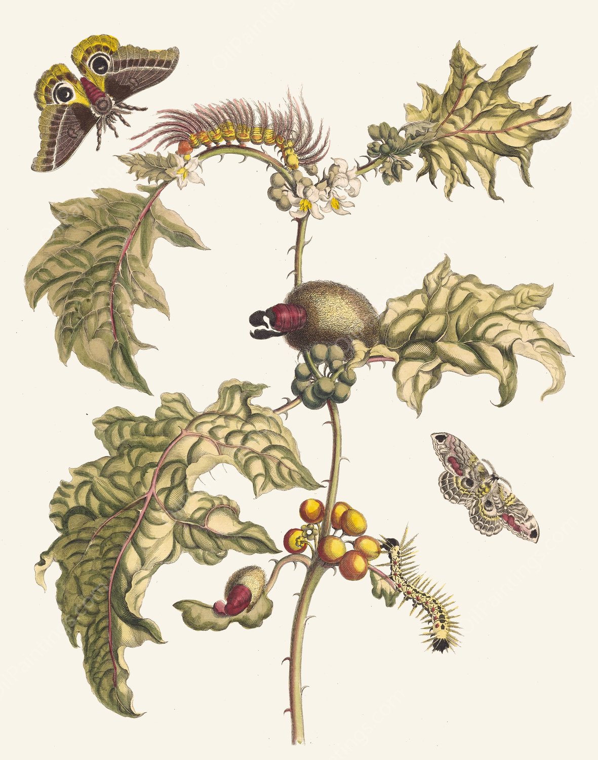 Maccai  by Maria Sibylla Merian - Hand-Painted Oil Painting Reproduction
