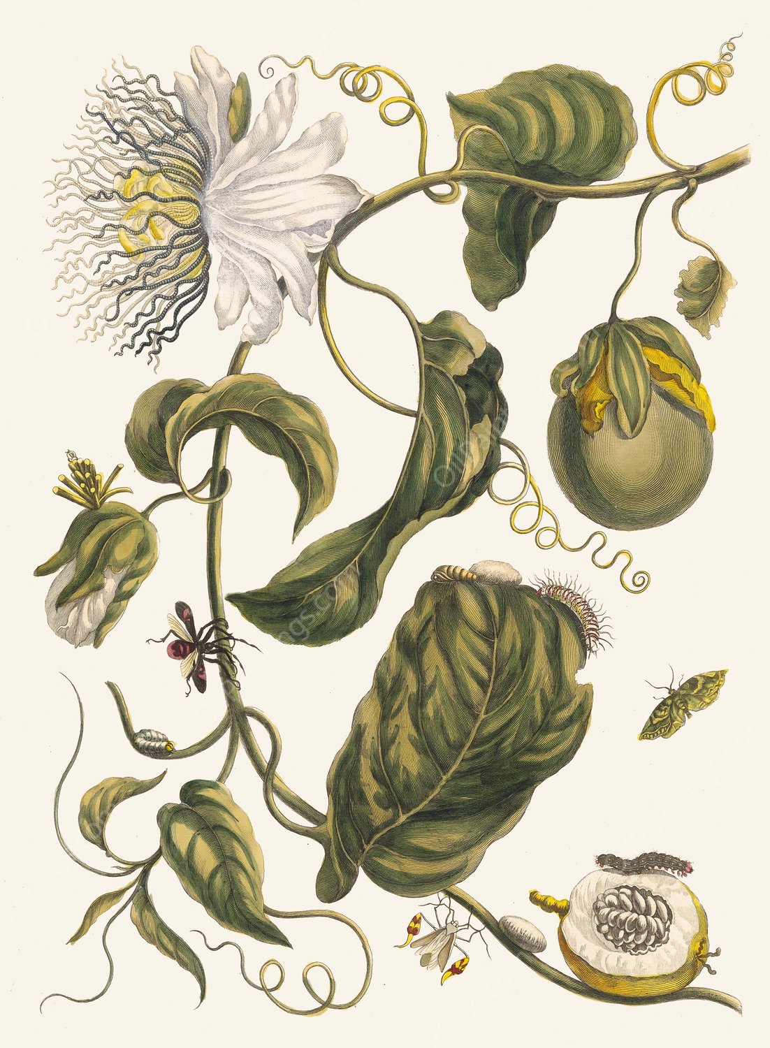 Marquiaas  by Maria Sibylla Merian - Hand-Painted Oil Painting Reproduction
