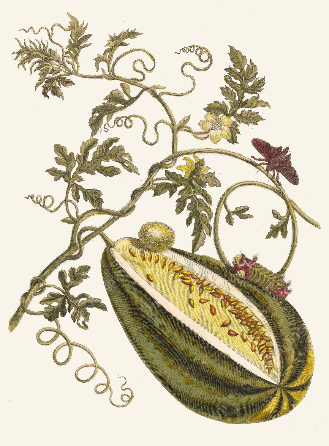 Melon d'Eau  by Maria Sibylla Merian - Hand-Painted Oil Painting Reproduction