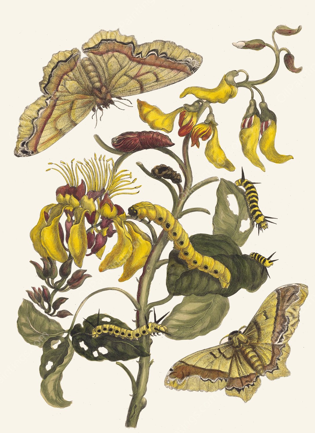 Pallisaden-boom  by Maria Sibylla Merian - Hand-Painted Oil Painting Reproduction