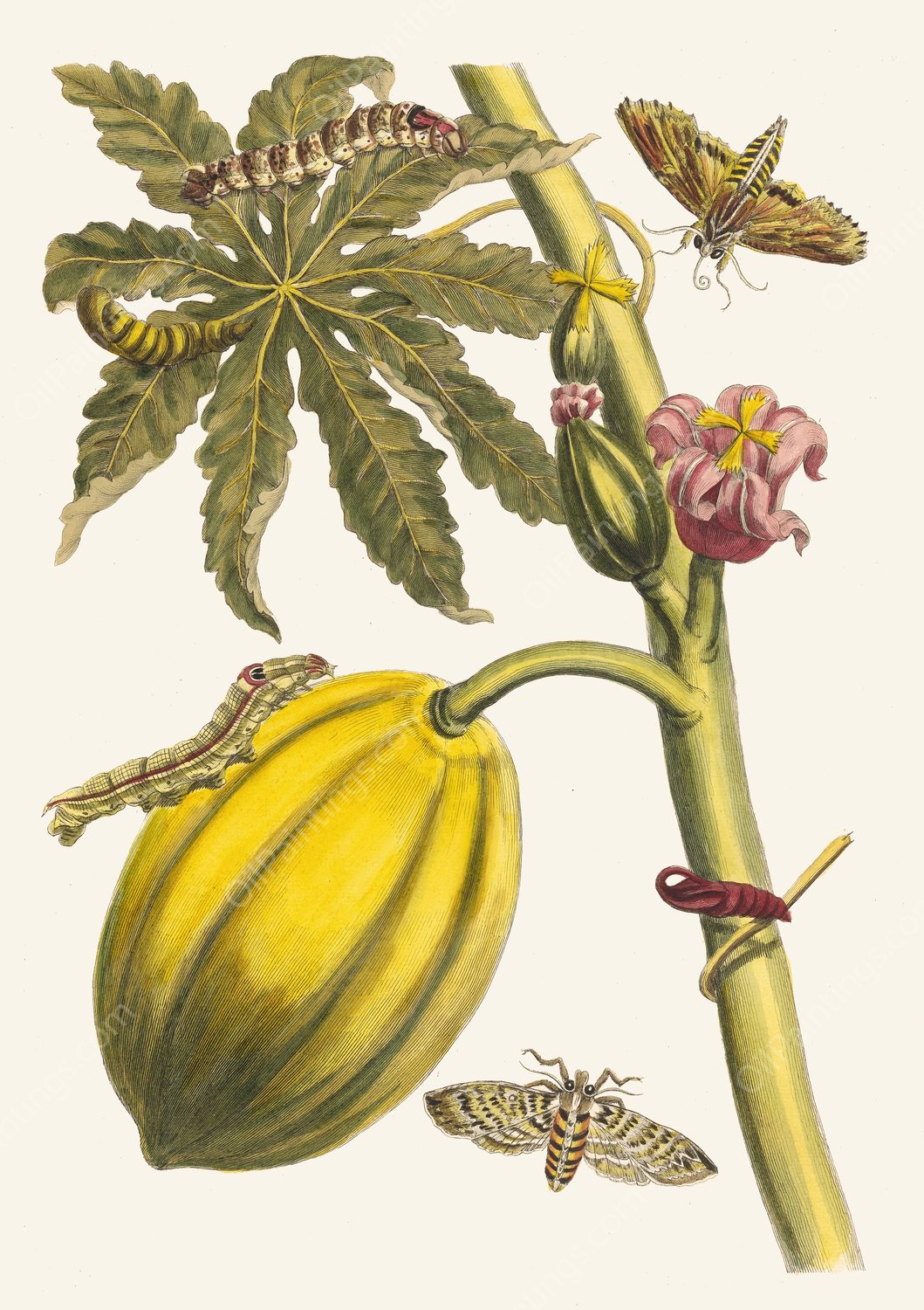 Papaya  by Maria Sibylla Merian - Hand-Painted Oil Painting Reproduction