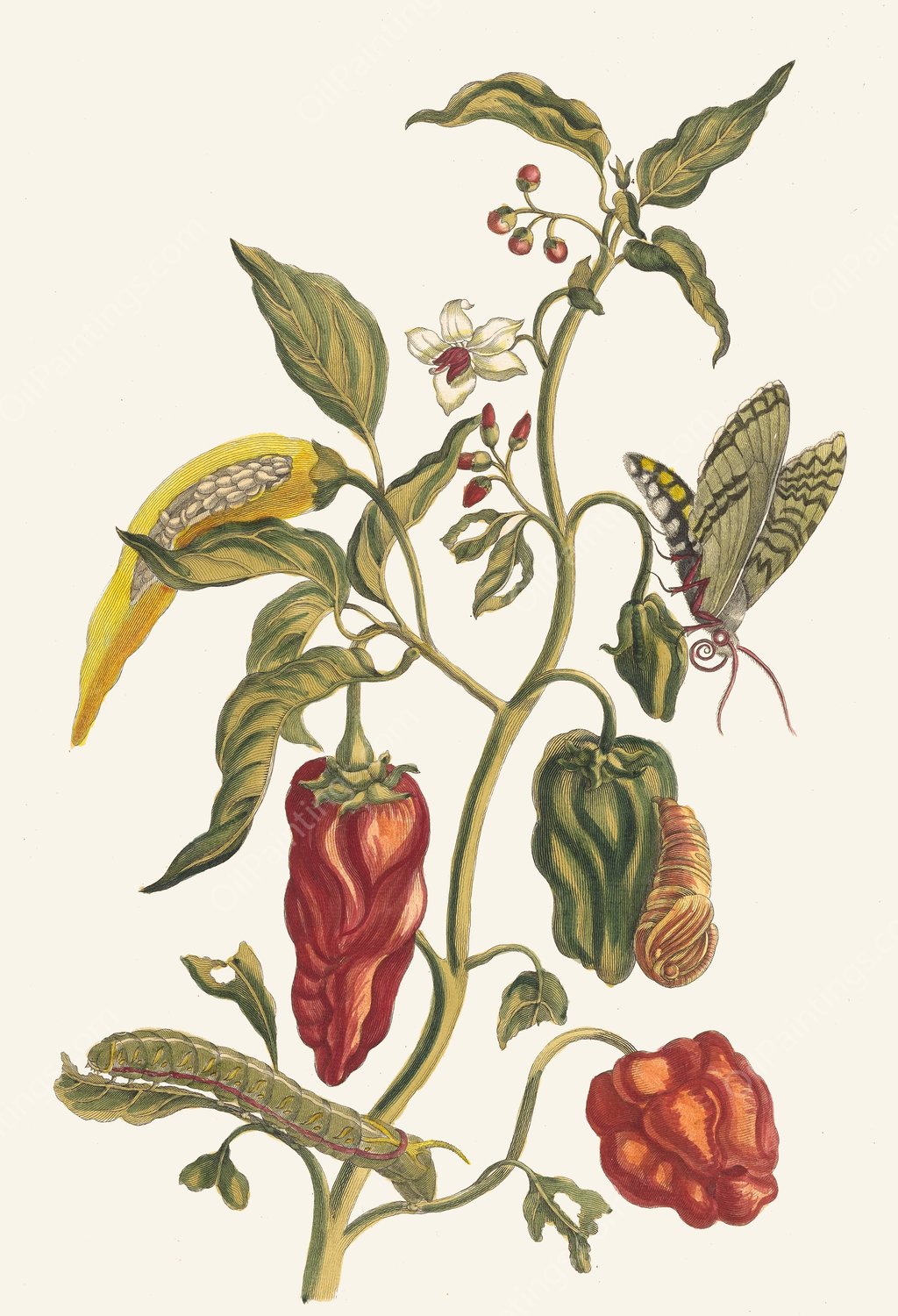 Poivre d'jnde  by Maria Sibylla Merian - Hand-Painted Oil Painting Reproduction
