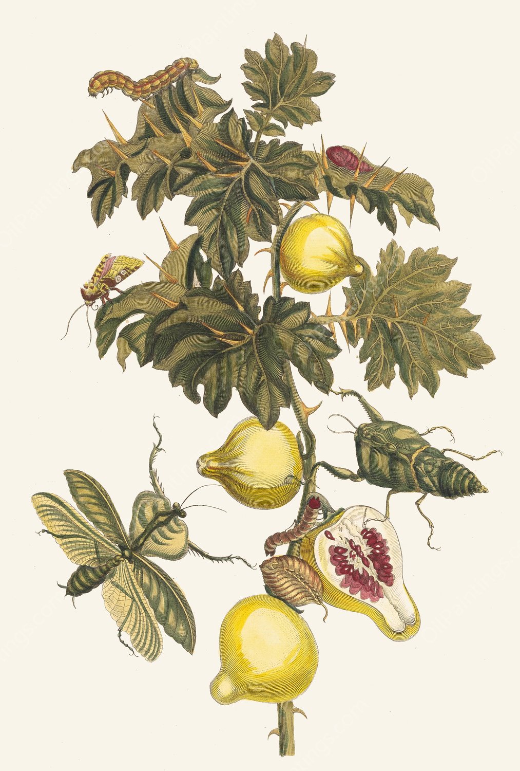 Pomme de Sodome  by Maria Sibylla Merian - Hand-Painted Oil Painting Reproduction