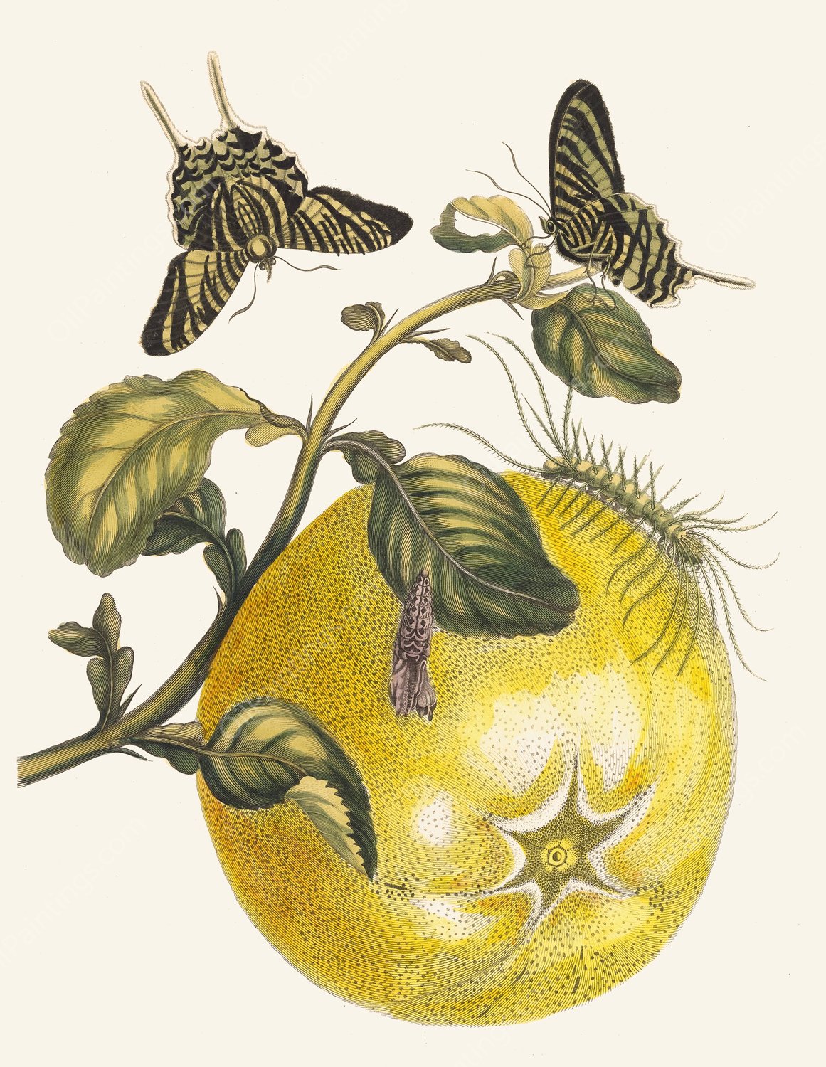 Pompelmous  by Maria Sibylla Merian - Hand-Painted Oil Painting Reproduction