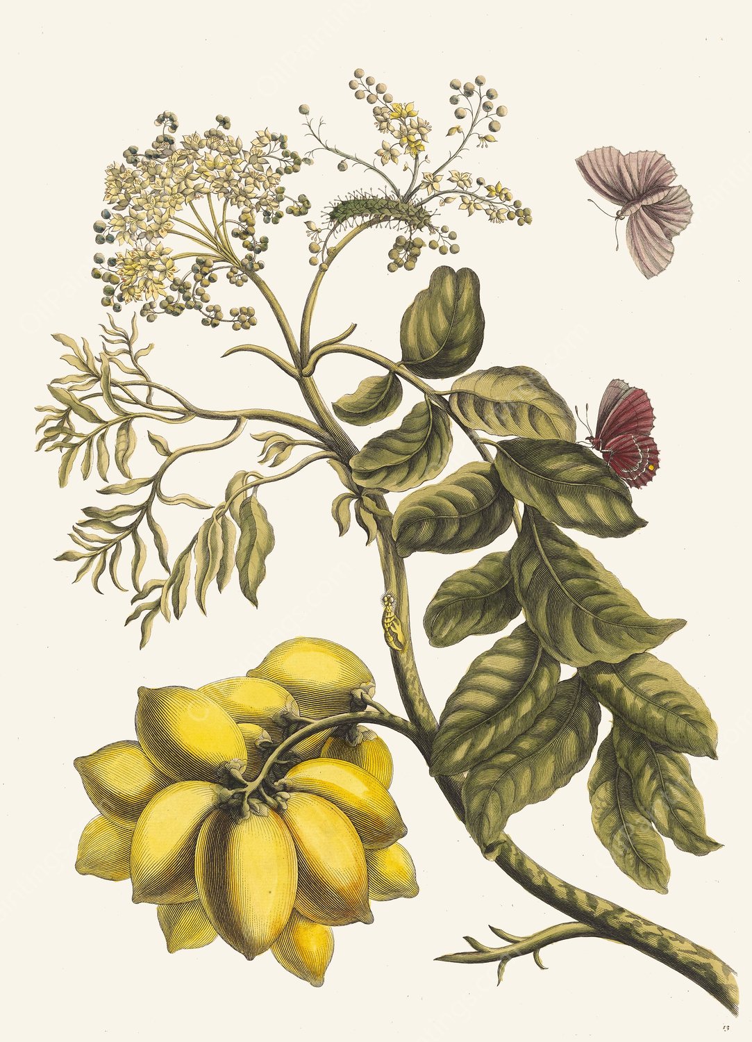 Prunier d'Amerique  by Maria Sibylla Merian - Hand-Painted Oil Painting Reproduction