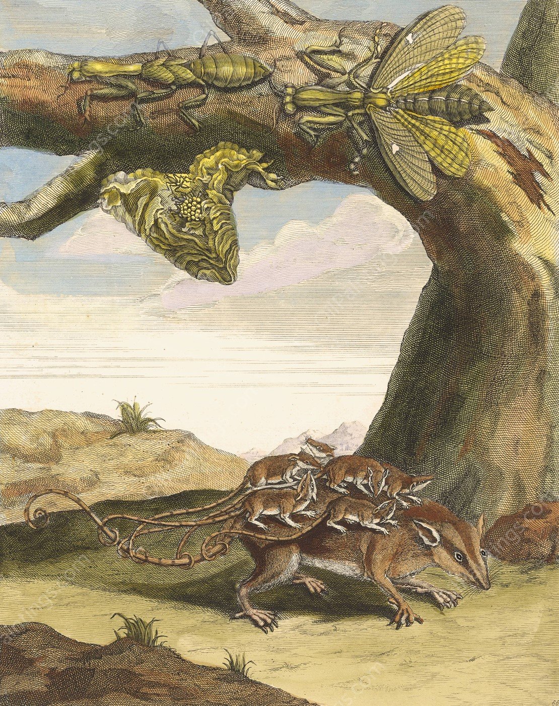 Rat de forest  by Maria Sibylla Merian - Hand-Painted Oil Painting Reproduction