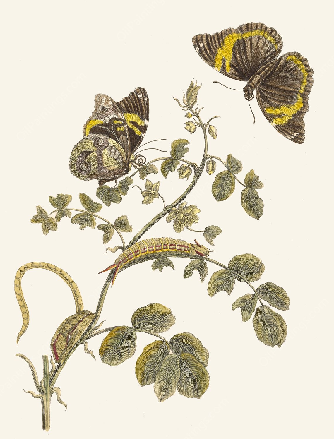 Slaaperljes  by Maria Sibylla Merian - Hand-Painted Oil Painting Reproduction