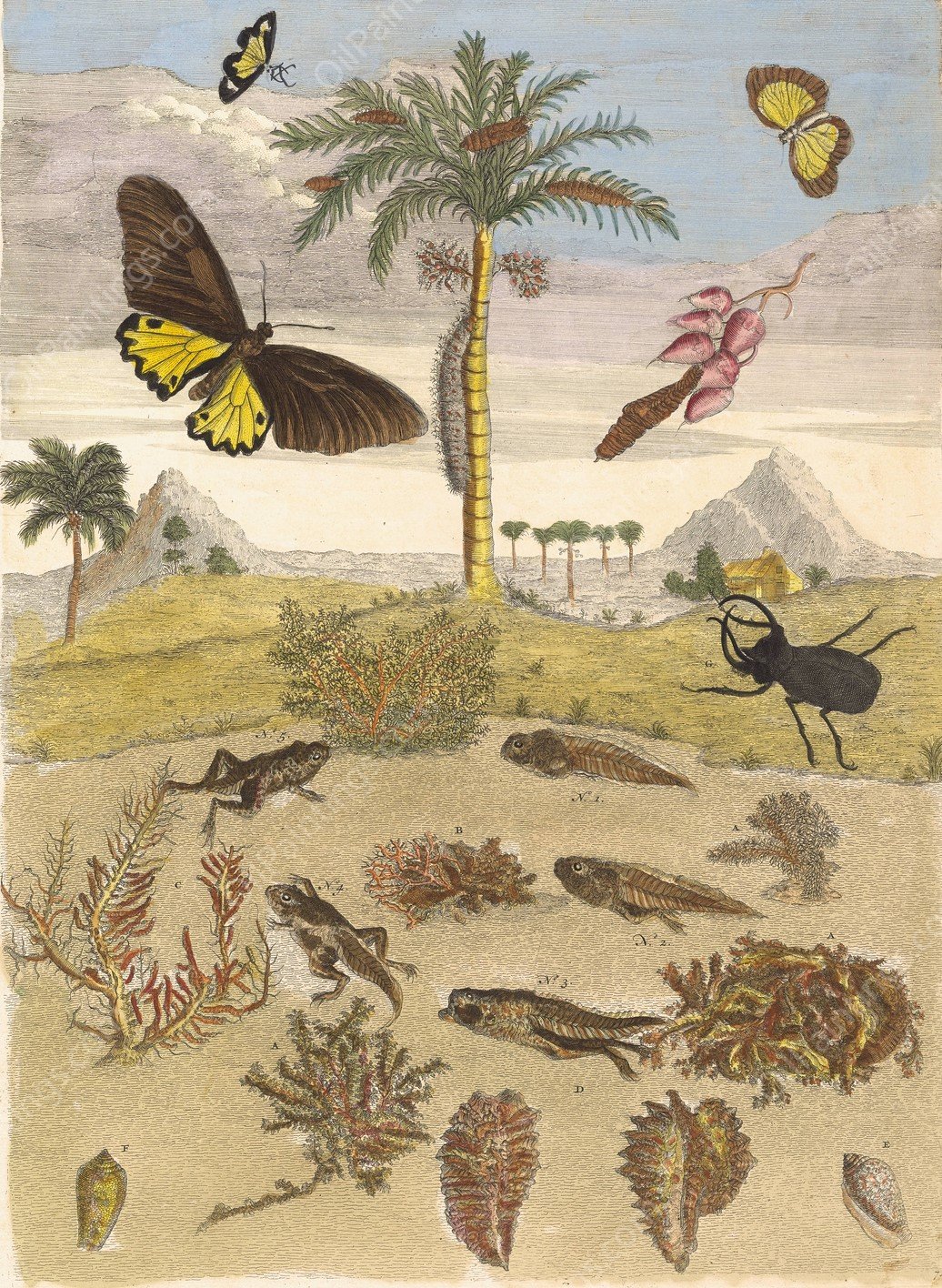 Stag beetle, Amphibians, and Palm trees  by Maria Sibylla Merian - Hand-Painted Oil Painting Reproduction