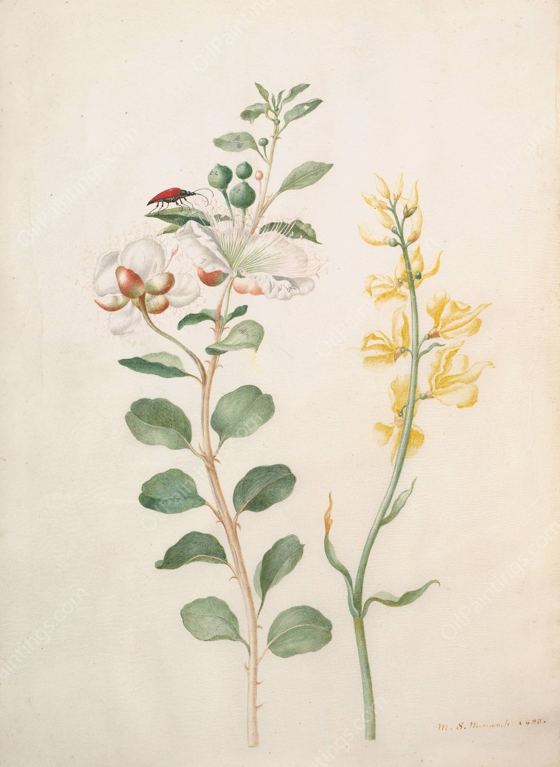 Study of Capers, Gorse, and a Beetle  by Maria Sibylla Merian - Hand-Painted Oil Painting Reproduction