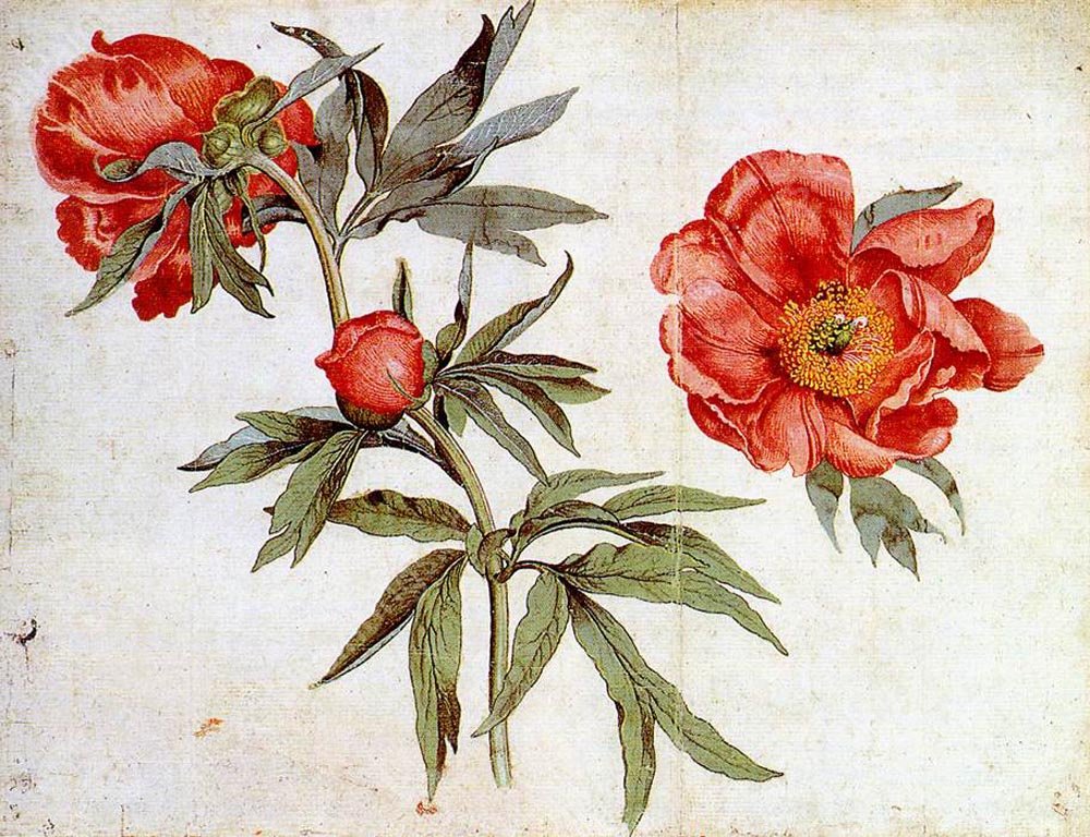 Study of Peonies by Martin Schongauer - Hand-Painted Oil Painting Reproduction