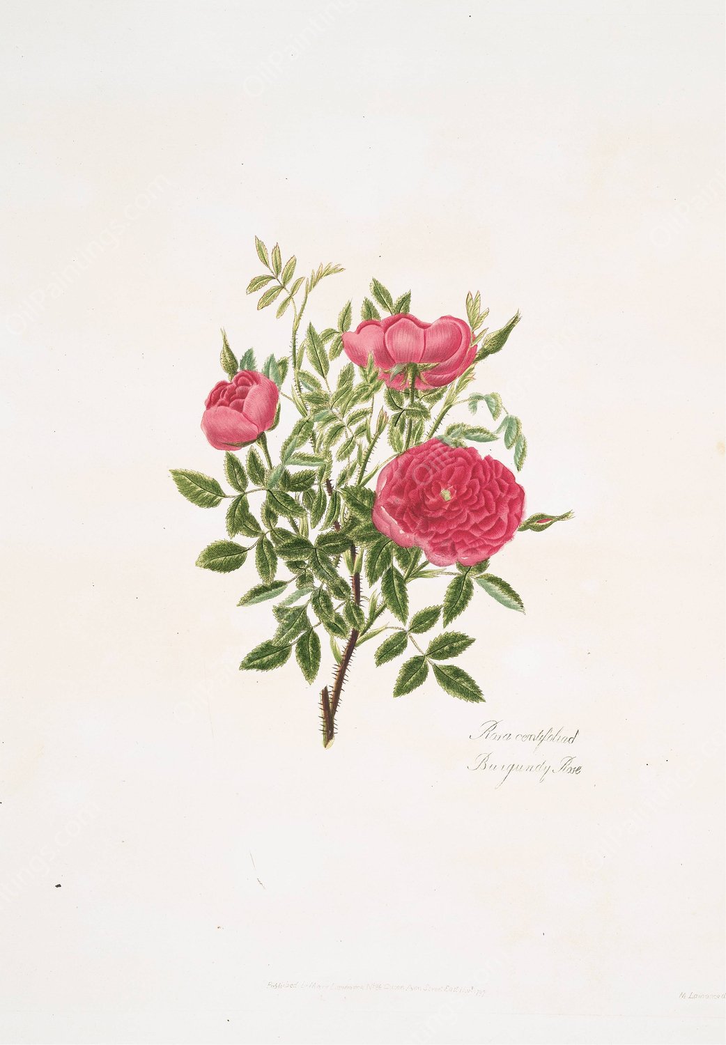 Rosa centifolia 5  by Mary Lawrance - Hand-Painted Oil Painting Reproduction