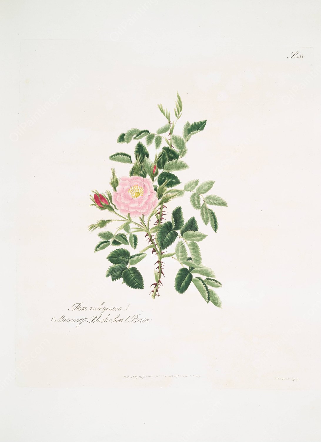 Rosa rubiginosa  by Mary Lawrance - Hand-Painted Oil Painting Reproduction