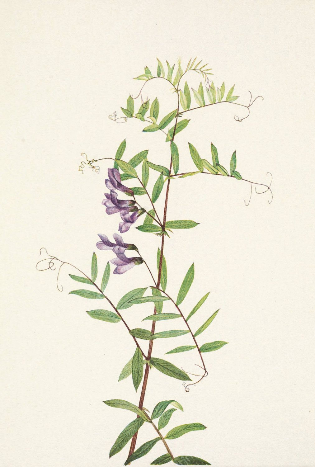 American Vetch. Vicia americana  by Mary Vaux Walcott - Hand-Painted Oil Painting Reproduction
