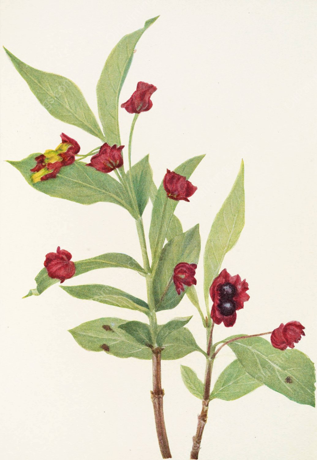 Bearberry Honeysuckle by Mary Vaux Walcott - Hand-Painted Oil Painting Reproduction