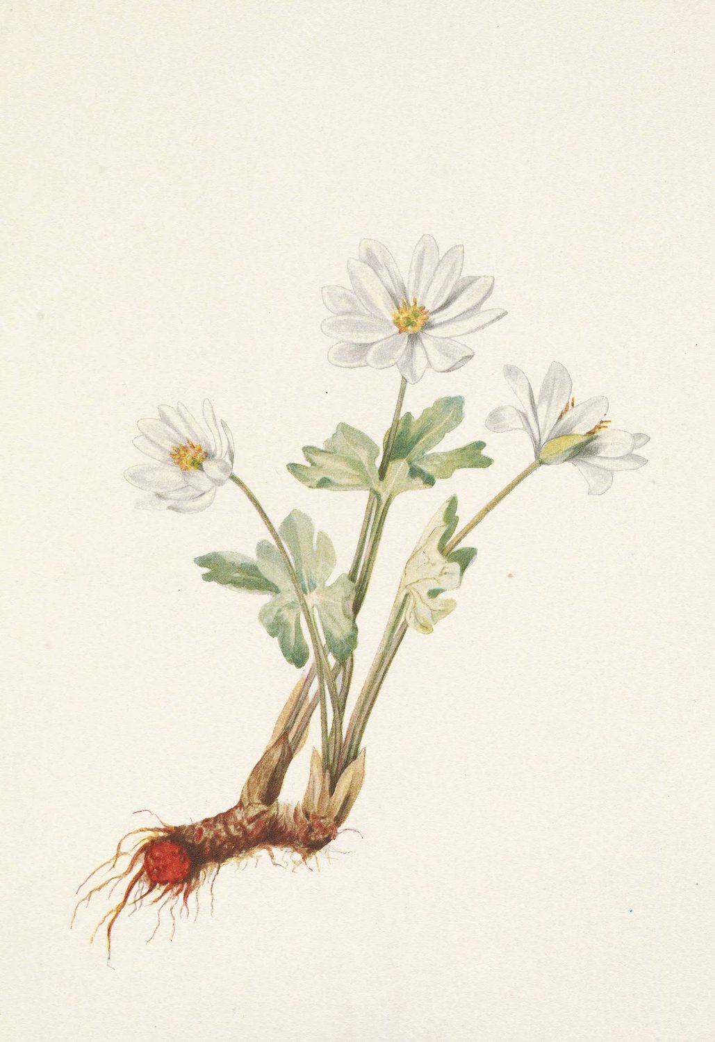 Bloodroot. Sanguinaria canadensis  by Mary Vaux Walcott - Hand-Painted Oil Painting Reproduction