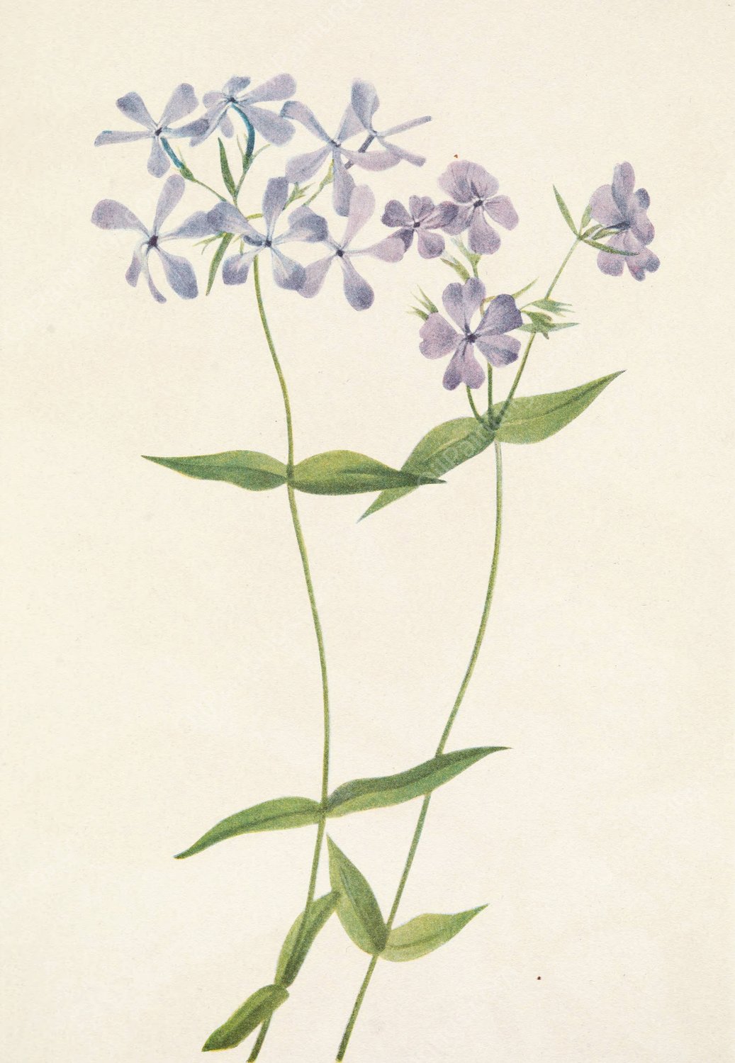 Blue Phlox. Phlox divaricata  by Mary Vaux Walcott - Hand-Painted Oil Painting Reproduction
