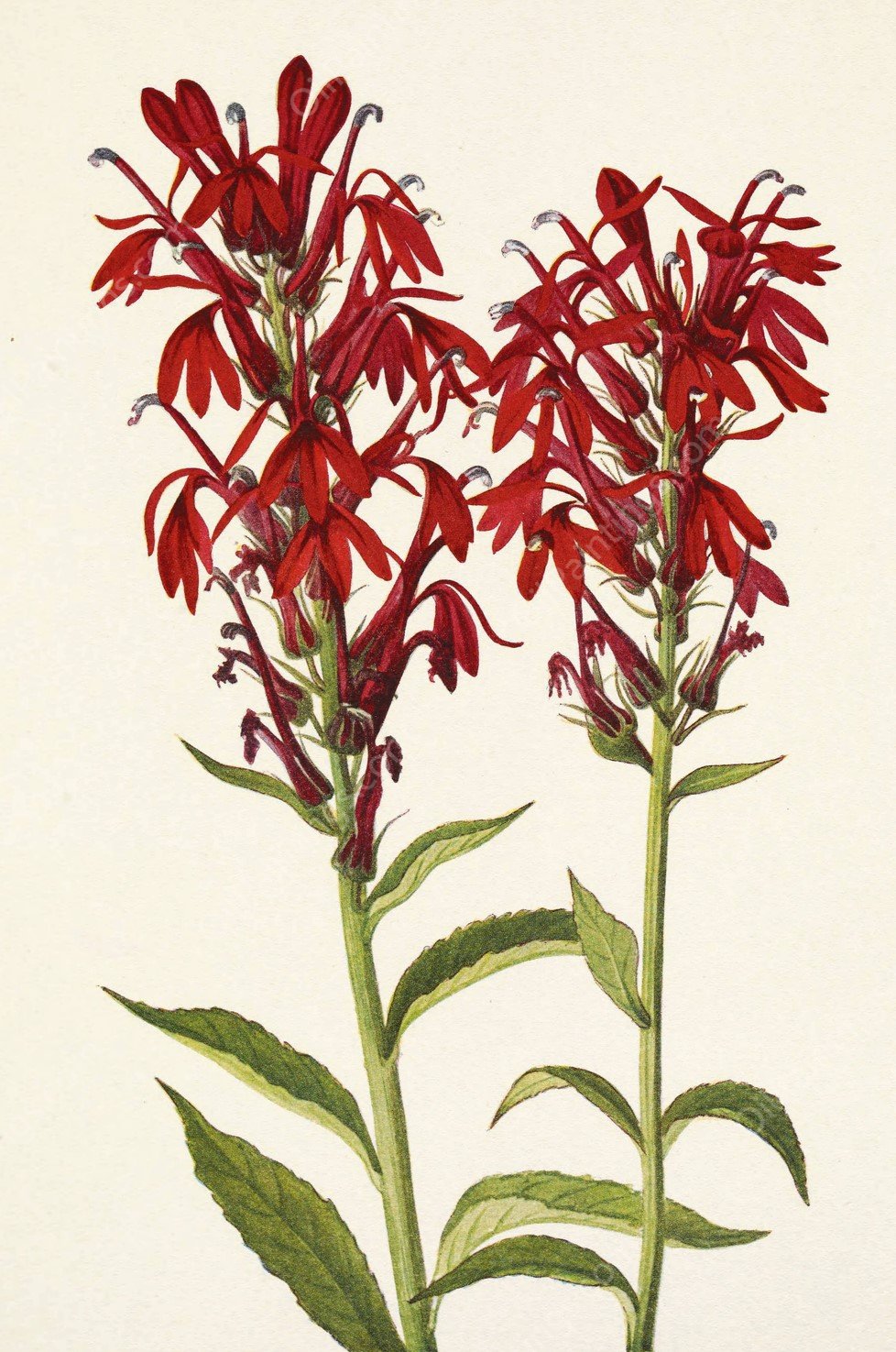 Cardinalflower. Lobelia cardinalis  by Mary Vaux Walcott - Hand-Painted Oil Painting Reproduction