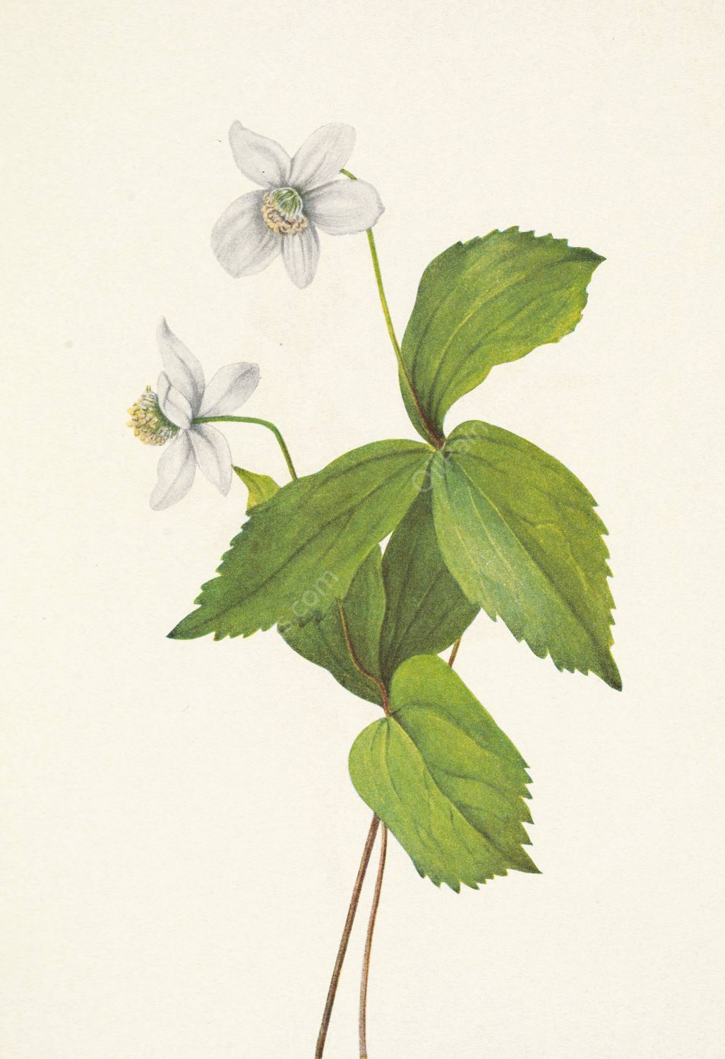 Forest Anemone. Anemone deltoidea  by Mary Vaux Walcott - Hand-Painted Oil Painting Reproduction