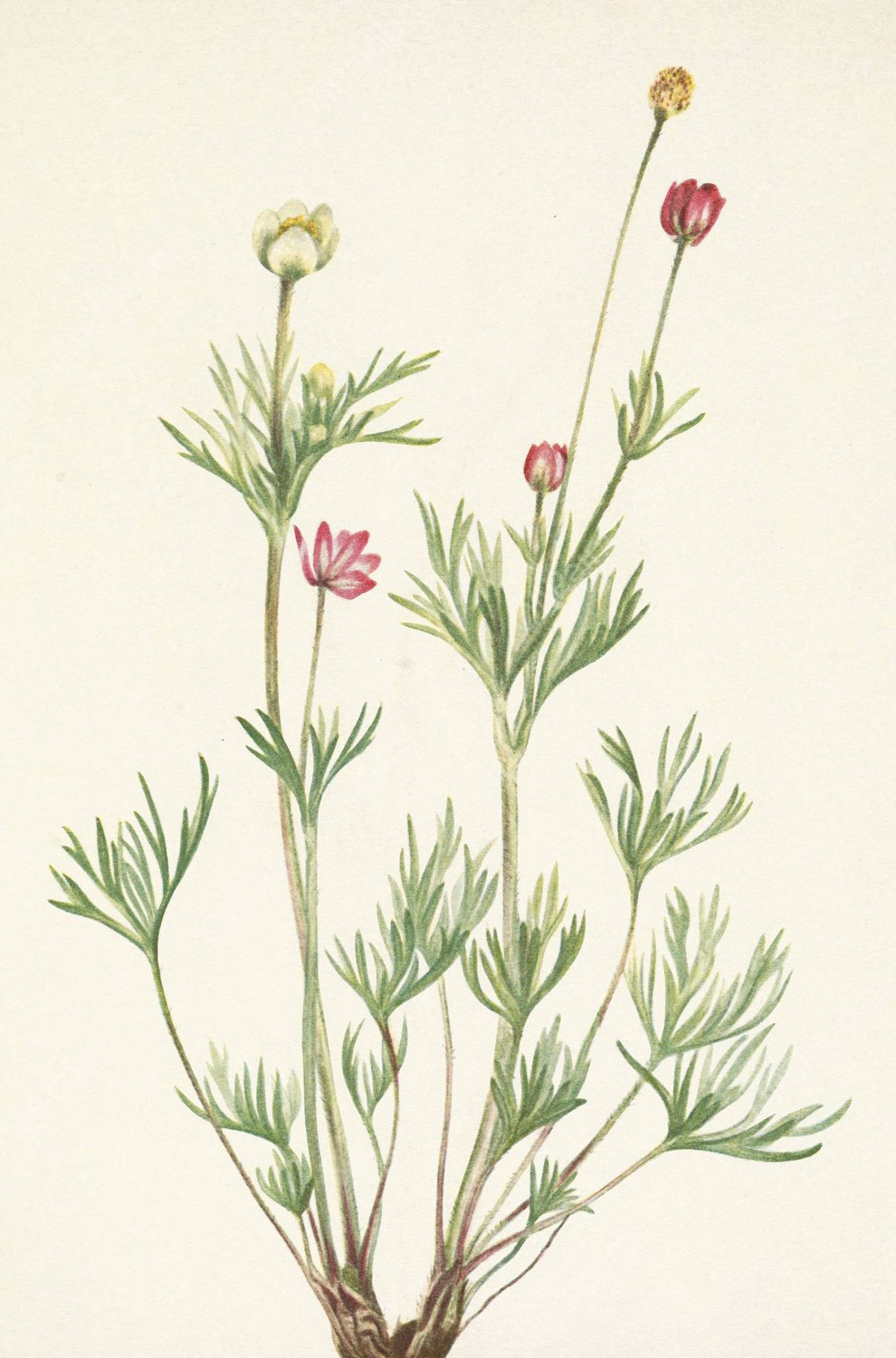 Globe Anemone. Anemone globosa  by Mary Vaux Walcott - Hand-Painted Oil Painting Reproduction