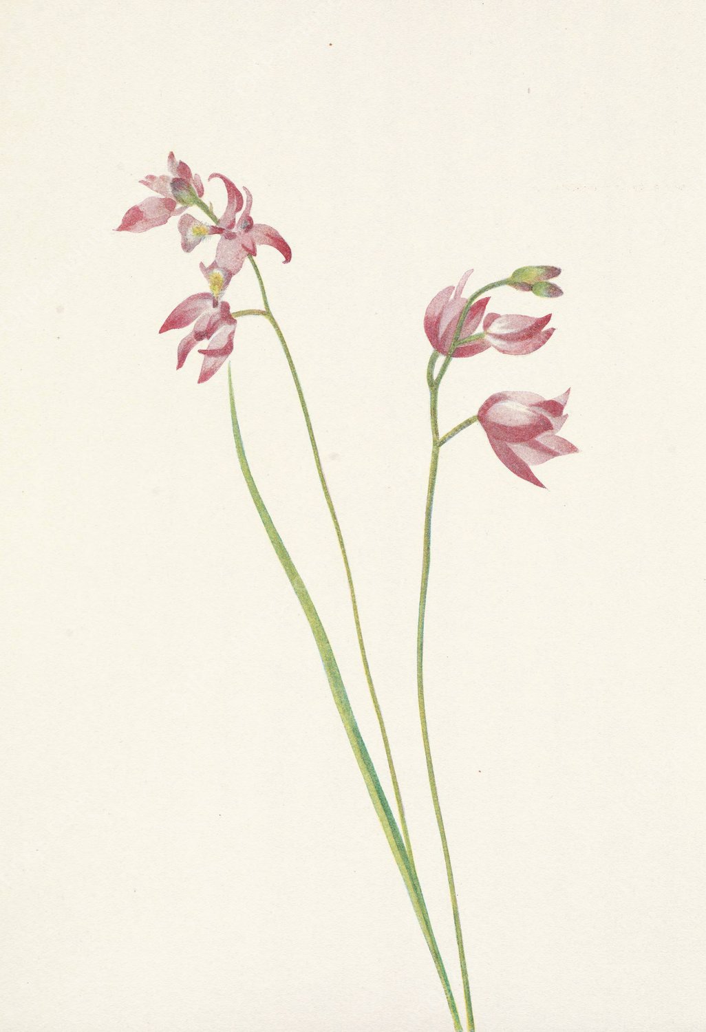 Grass-pink Orchid. Limodorum tuberosum  by Mary Vaux Walcott - Hand-Painted Oil Painting Reproduction