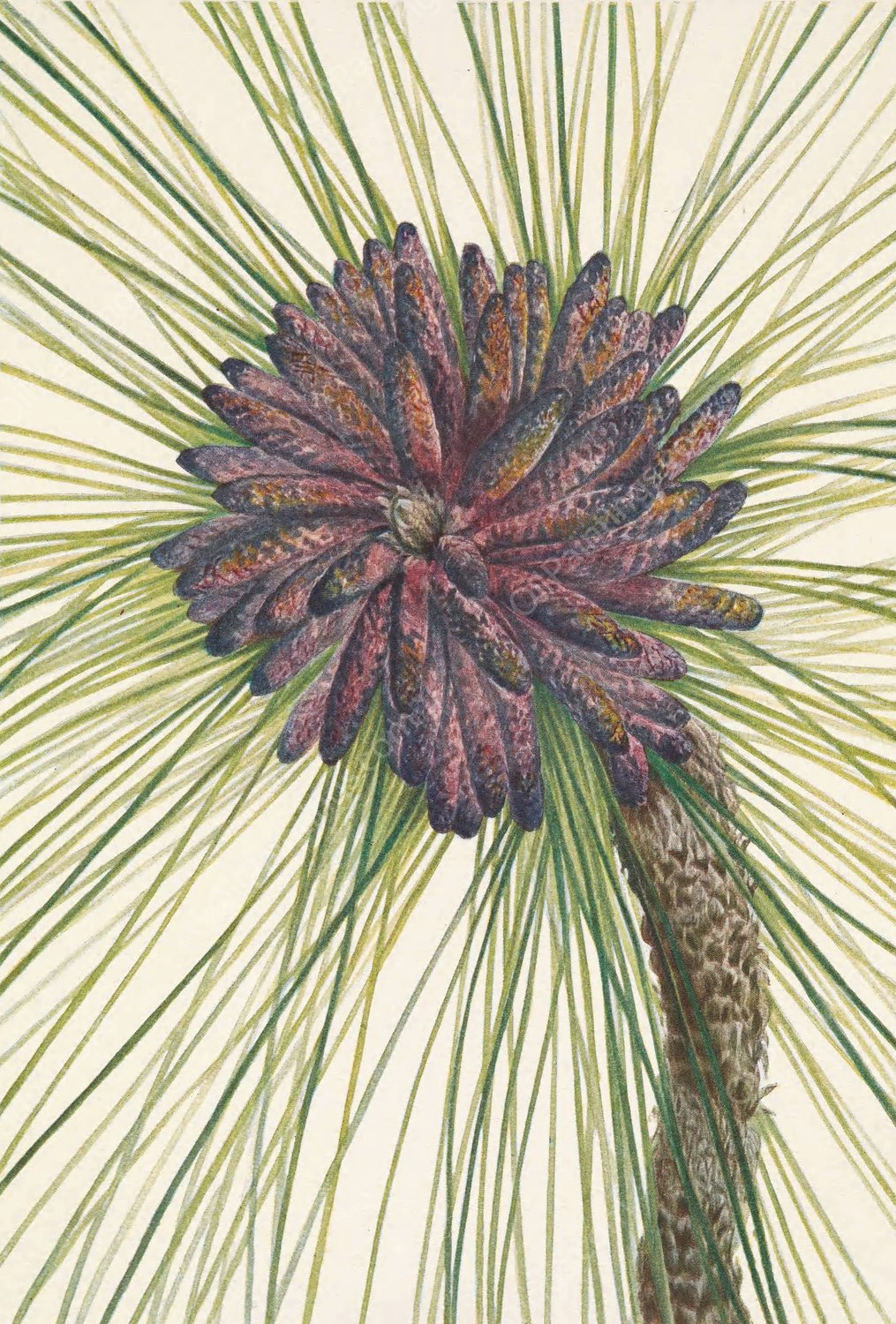 Longleaf Pine. Pinus palustris  by Mary Vaux Walcott - Hand-Painted Oil Painting Reproduction