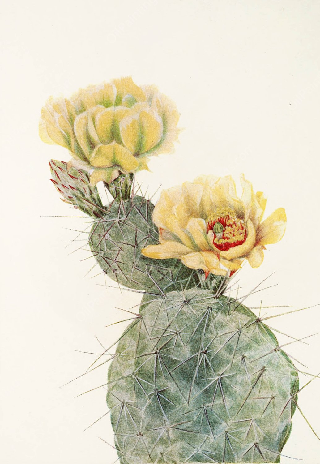 Missouri Pricklypear by Mary Vaux Walcott - Hand-Painted Oil Painting Reproduction